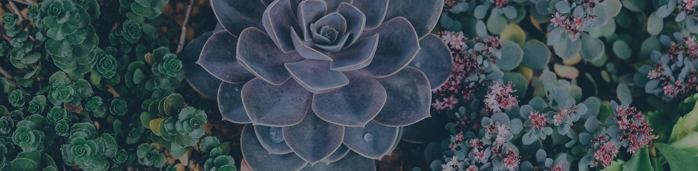 DEI Succulents